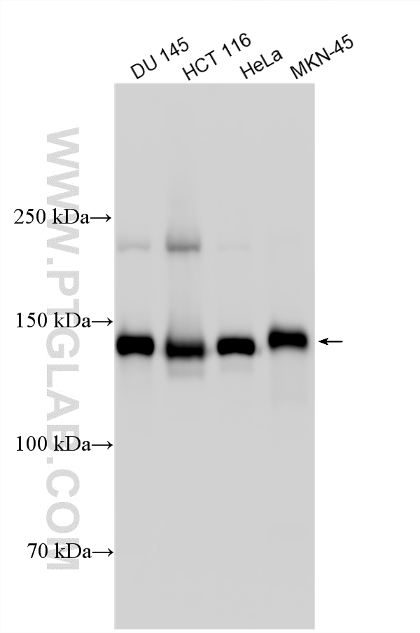 WB analysis using 33529-1-AP