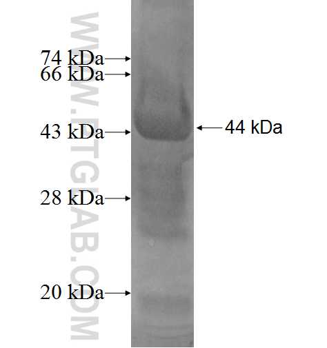 PTPRF fusion protein Ag5667 SDS-PAGE PTPRF fusion protein Ag5667 SDS-PAGE