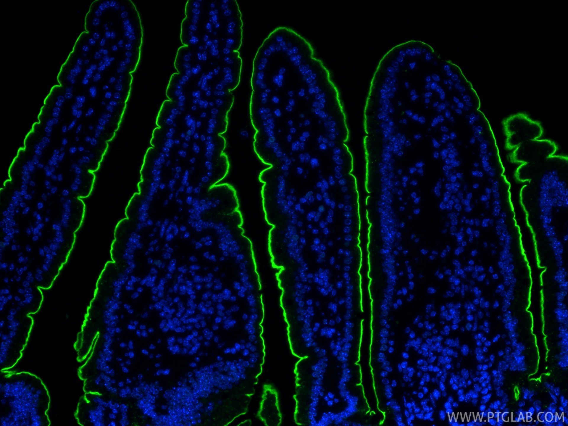 IF Staining of mouse small intestine using 33732-1-AP