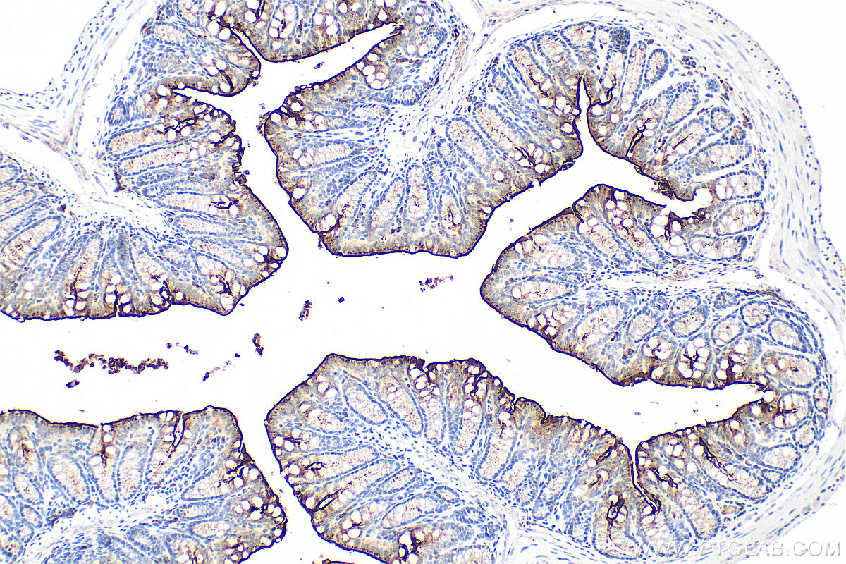 Immunohistochemical analysis of paraffin-embedded mouse colon tissue slide using 33732-1-AP (PTPRH antibody) at dilution of 1:200 (under 10x lens). Heat mediated antigen retrieval with Tris-EDTA buffer (pH 9.0). IHC staining of mouse colon using 33732-1-AP