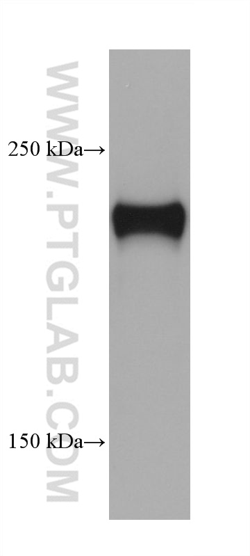 WB analysis of pig spleen using 68635-1-Ig