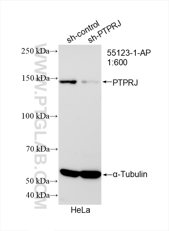 WB analysis of HeLa using 55123-1-AP