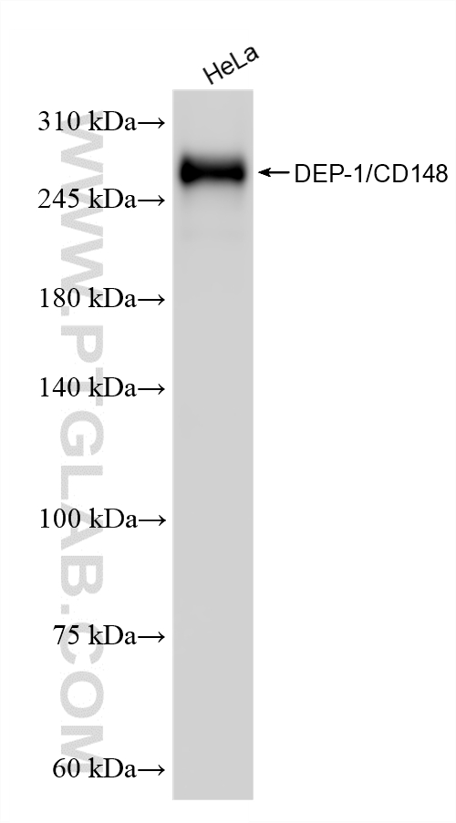 WB analysis of HeLa using 87321-1-RR WB analysis of HeLa using 87321-1-RR
