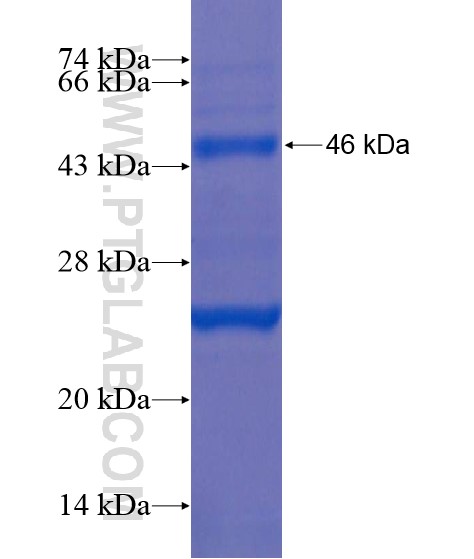 PTPRK fusion protein Ag21839 SDS-PAGE