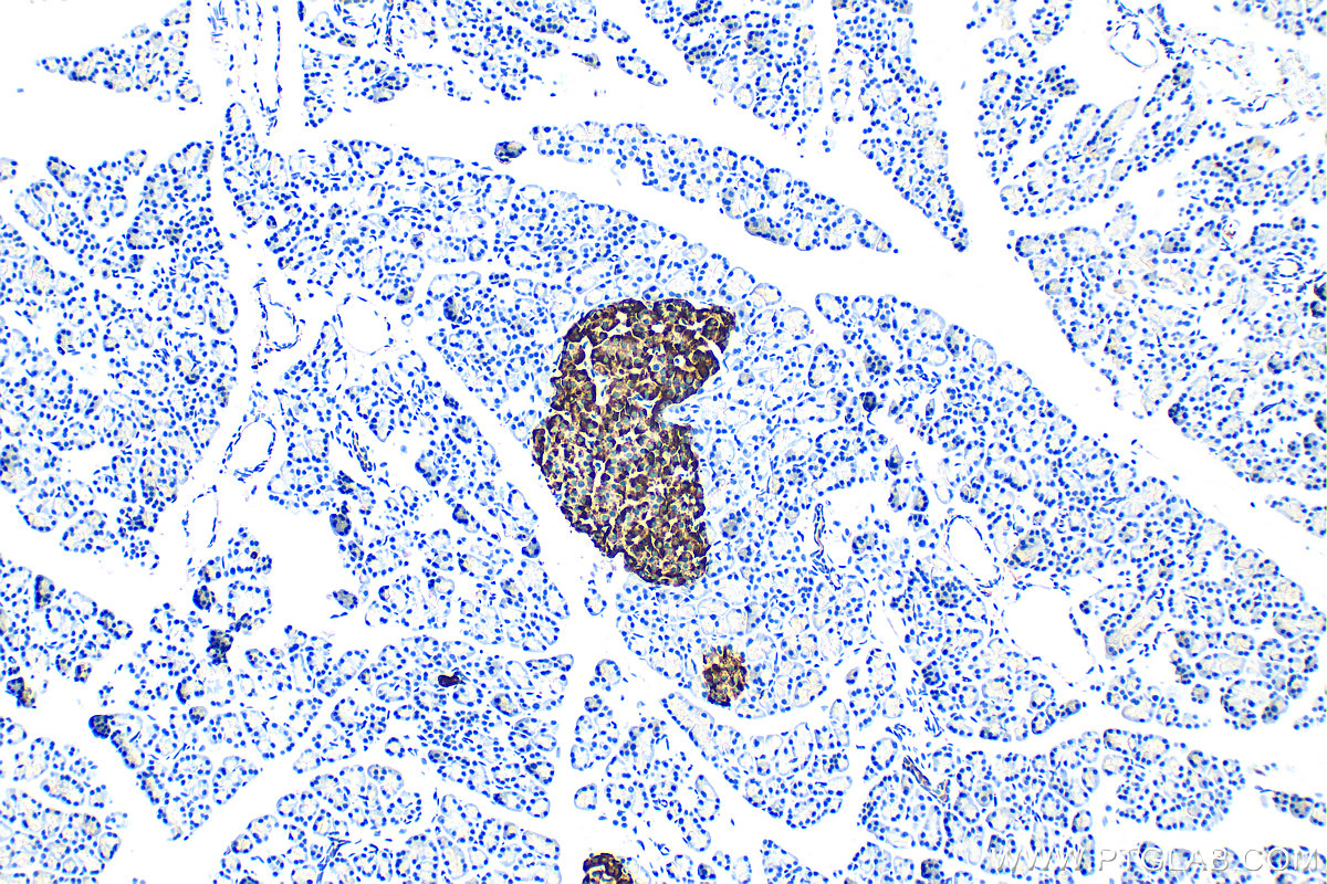 IHC staining of rat pancreas using 10584-1-AP