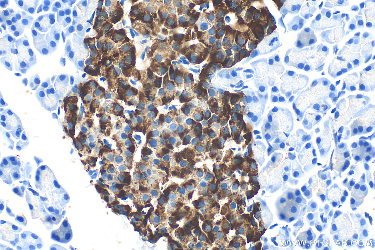 IHC staining of rat pancreas using 10584-1-AP
