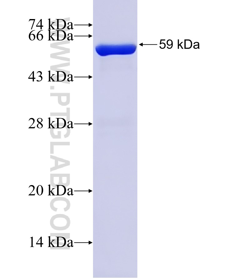 PTPRN fusion protein Ag0923 SDS-PAGE