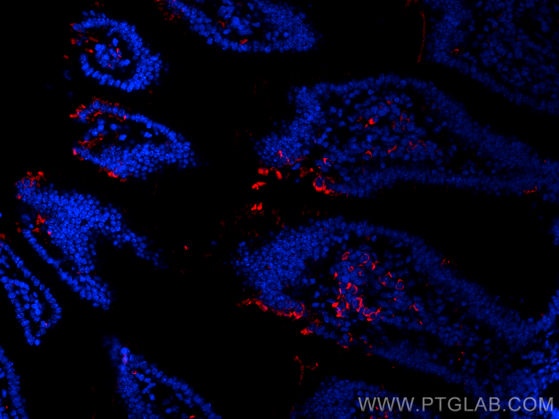 IF Staining of mouse small intestine using CL594-67000