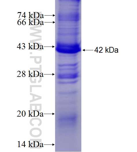 PTPRO fusion protein Ag8284 SDS-PAGE