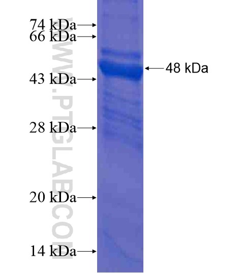 PTPRU fusion protein Ag20667 SDS-PAGE