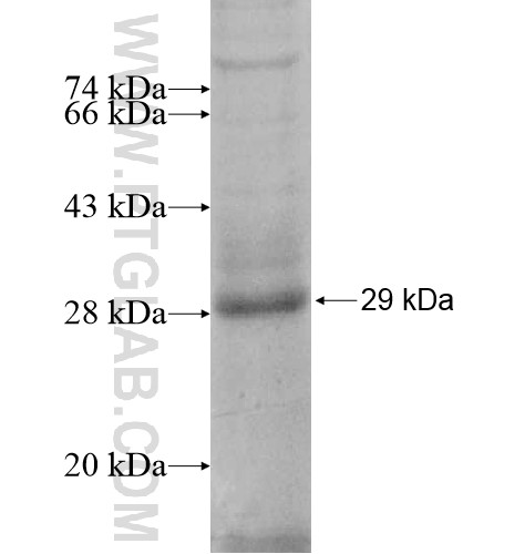 PTRH1 fusion protein Ag13192 SDS-PAGE PTRH1 fusion protein Ag13192 SDS-PAGE