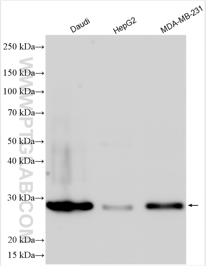 WB analysis using 18040-1-AP