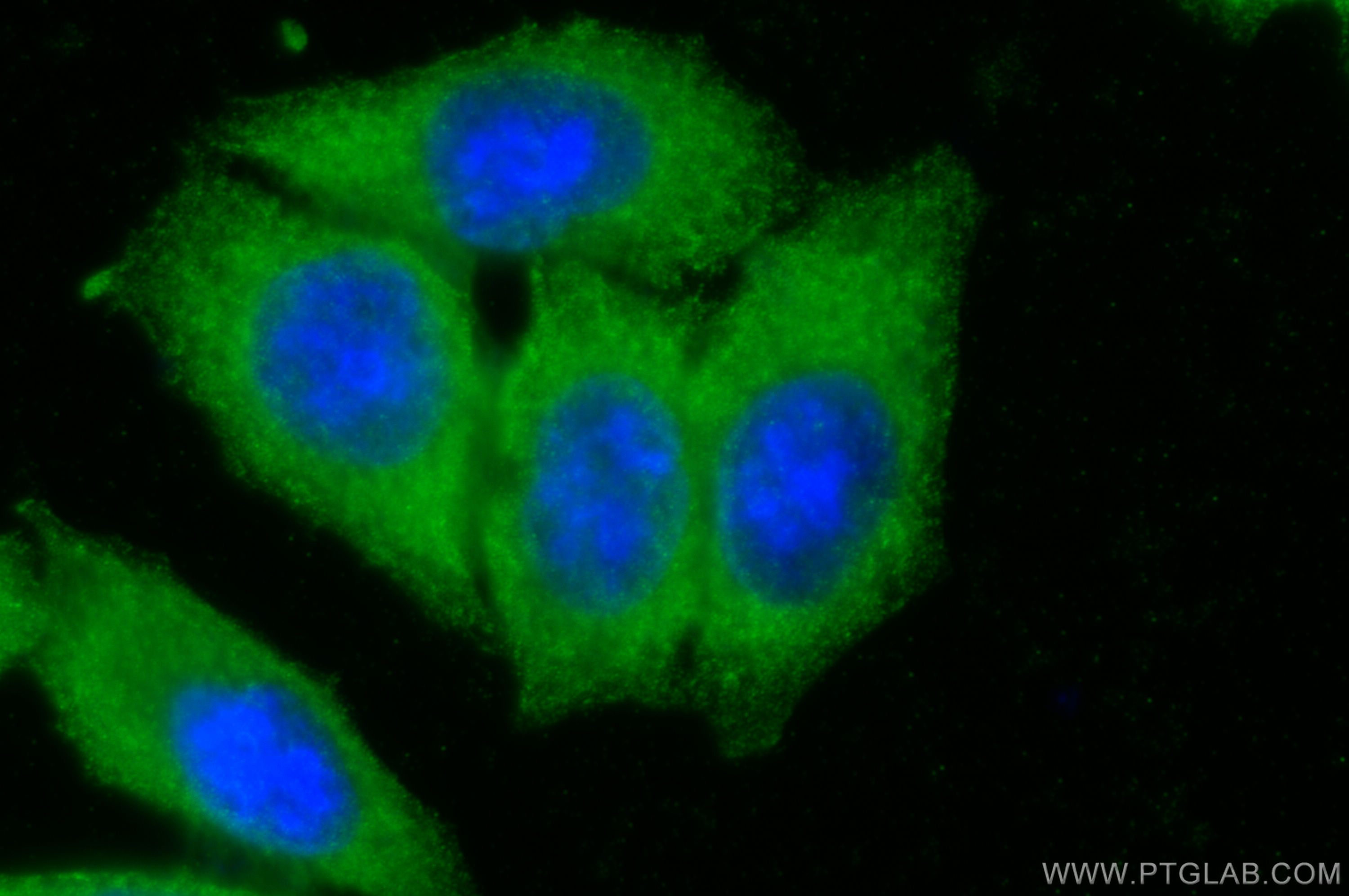 IF Staining of HepG2 using 13797-1-AP