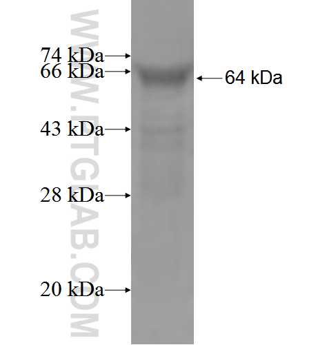 PTX3 fusion protein Ag4624 SDS-PAGE