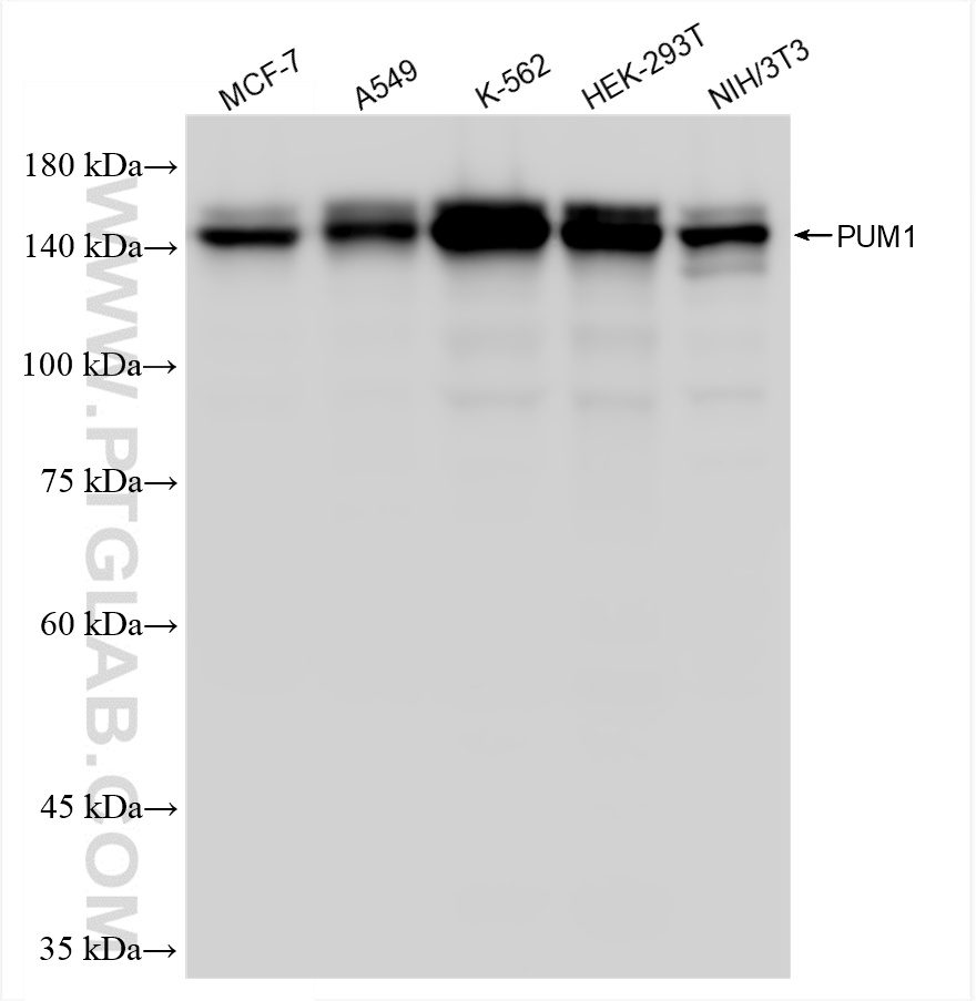 WB analysis using 86129-1-RR (same clone as 86129-1-PBS)