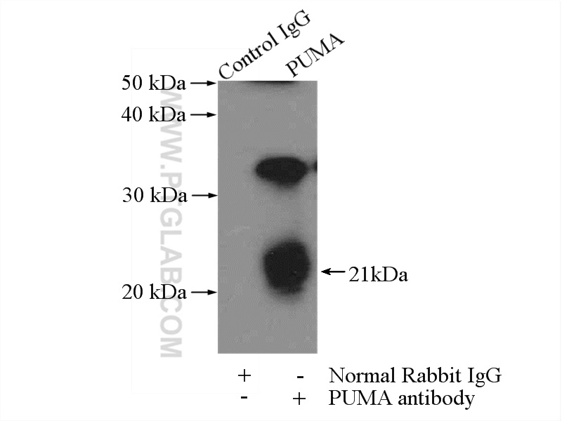 IP experiment of mouse heart using 55120-1-AP