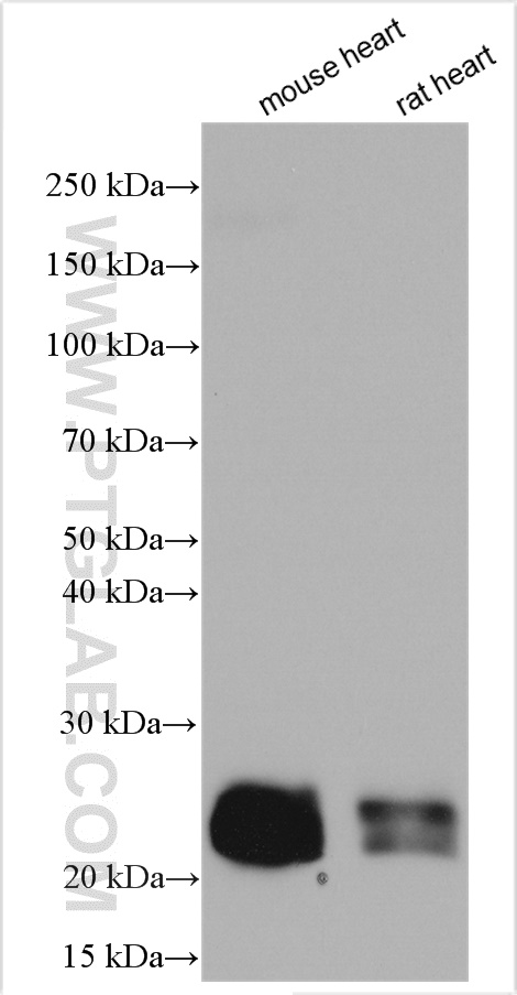 WB analysis using 55120-1-AP