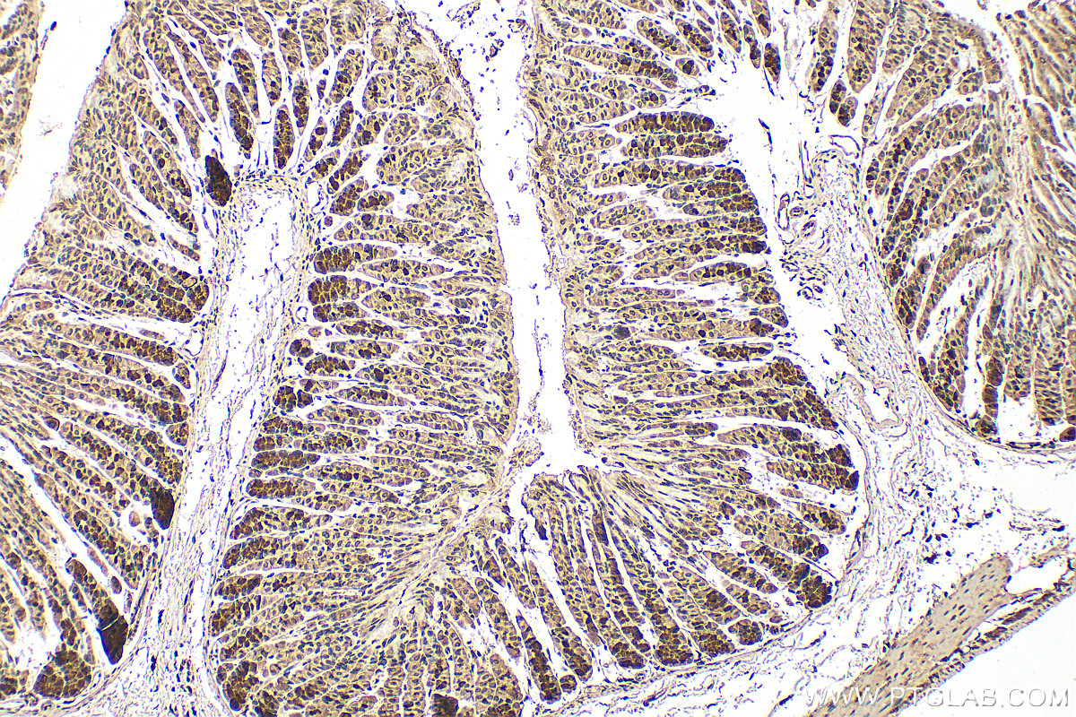 IHC staining of mouse stomach using 61022-1-Ig IHC staining of mouse stomach using 61022-1-Ig