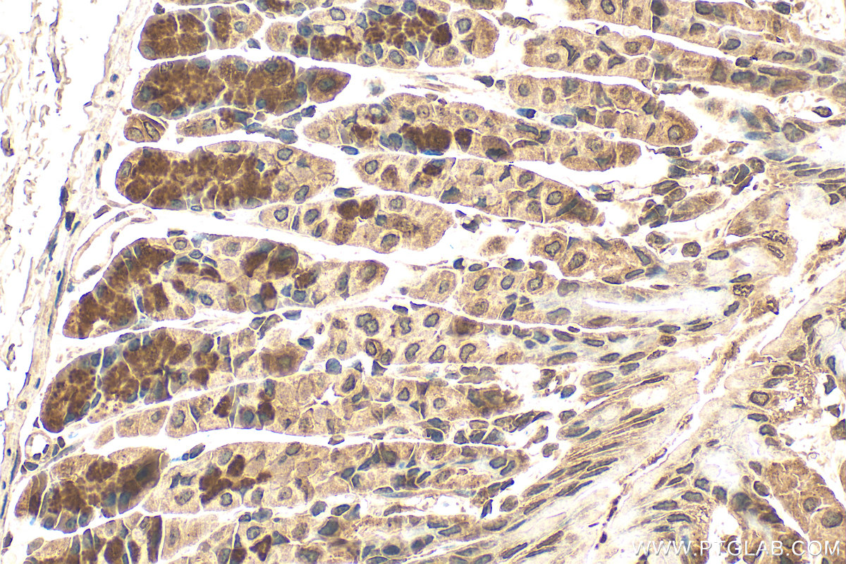 IHC staining of mouse stomach using 61022-1-Ig (same clone as 61022-1-PBS)