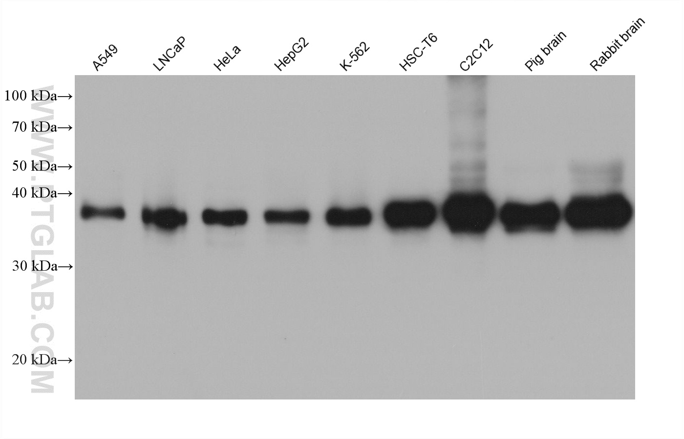 WB analysis using 61022-1-Ig WB analysis using 61022-1-Ig
