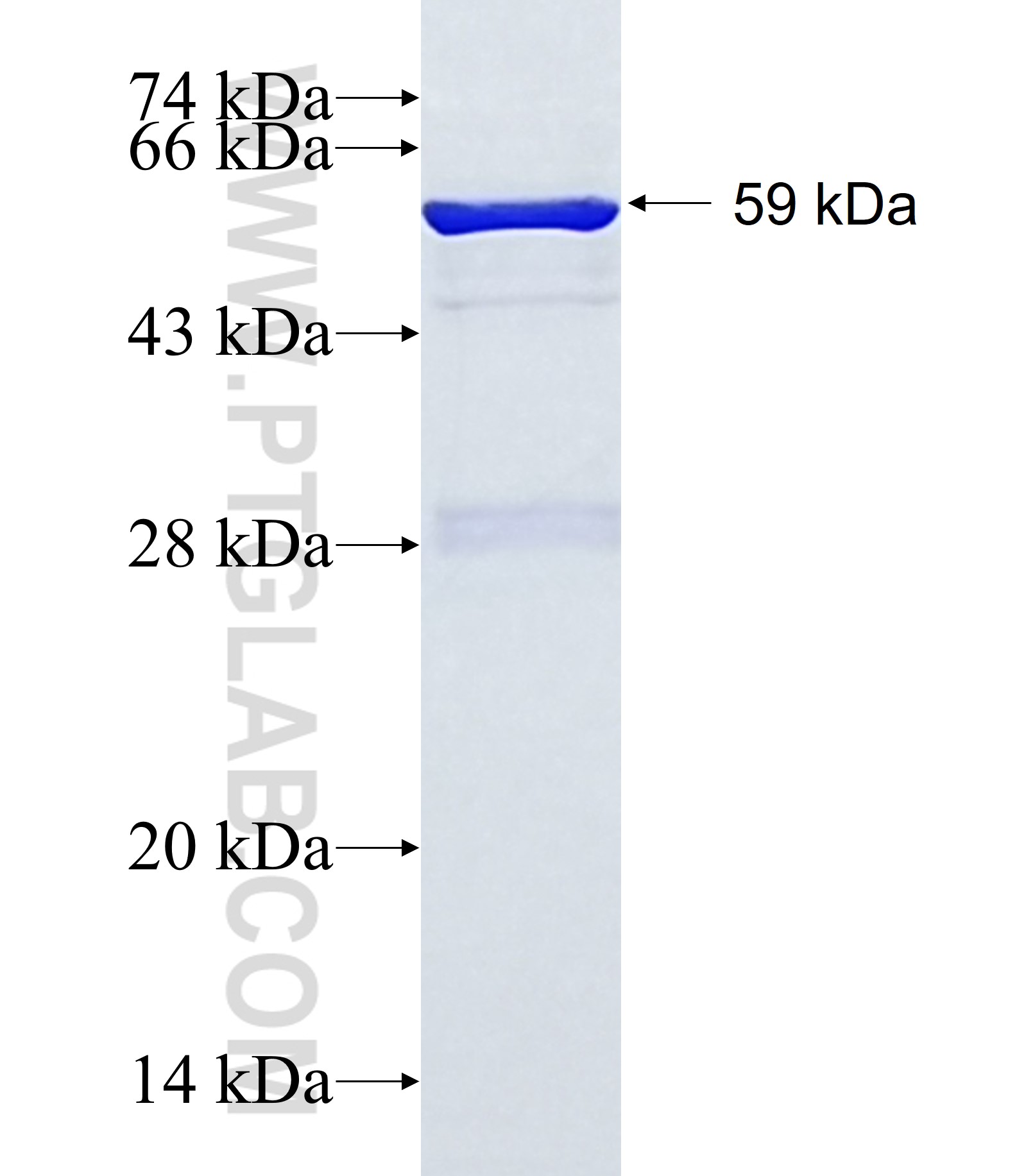 PUS1 fusion protein Ag2071 SDS-PAGE