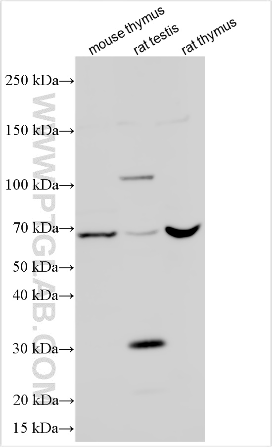 WB analysis using 24349-1-AP