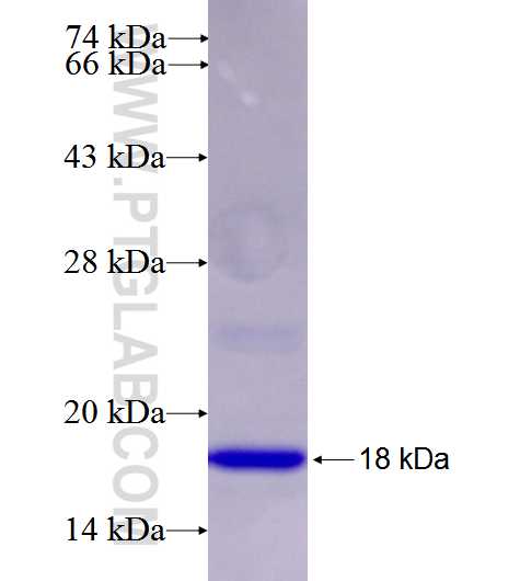 PVR fusion protein Ag26657 SDS-PAGE