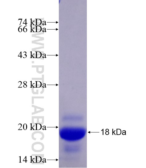 PVRL3, Nectin 3 fusion protein Ag28680 SDS-PAGE