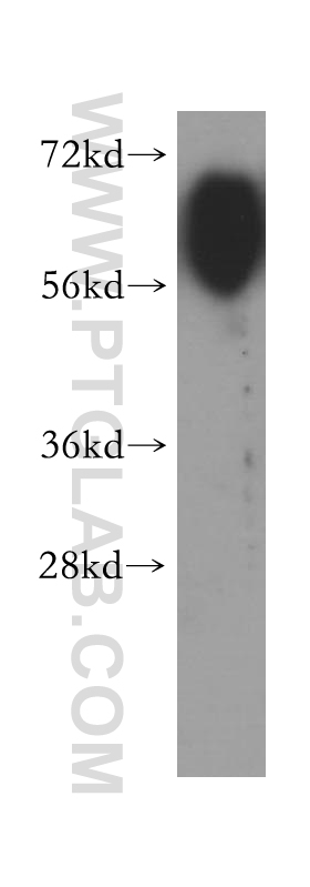 Nectin-3/PVRL3 Polyclonal antibody