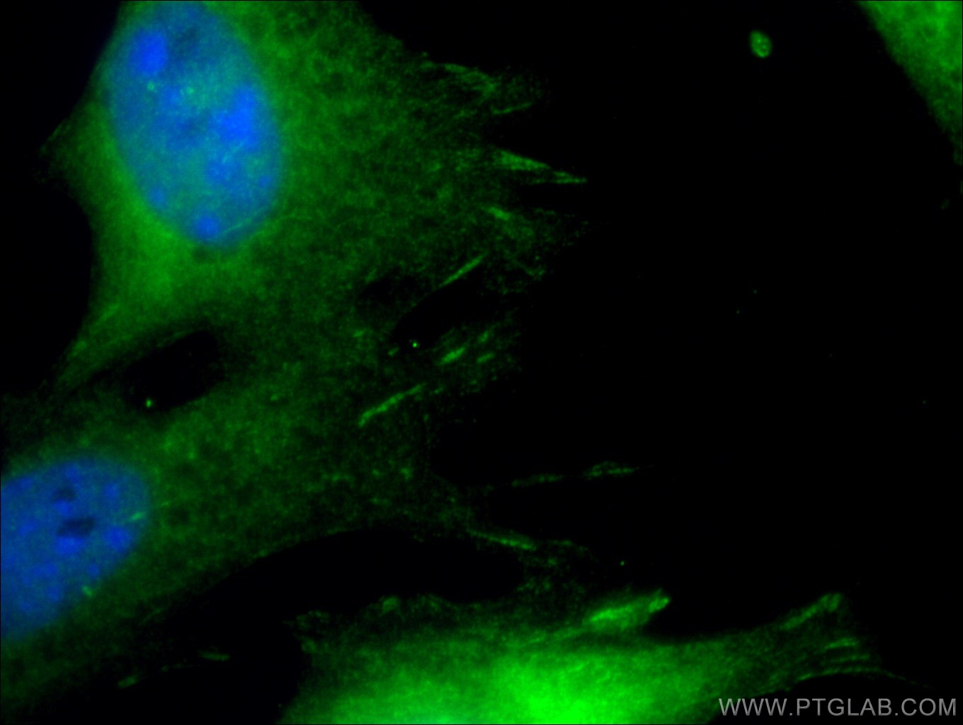 Paxillin Polyclonal antibody