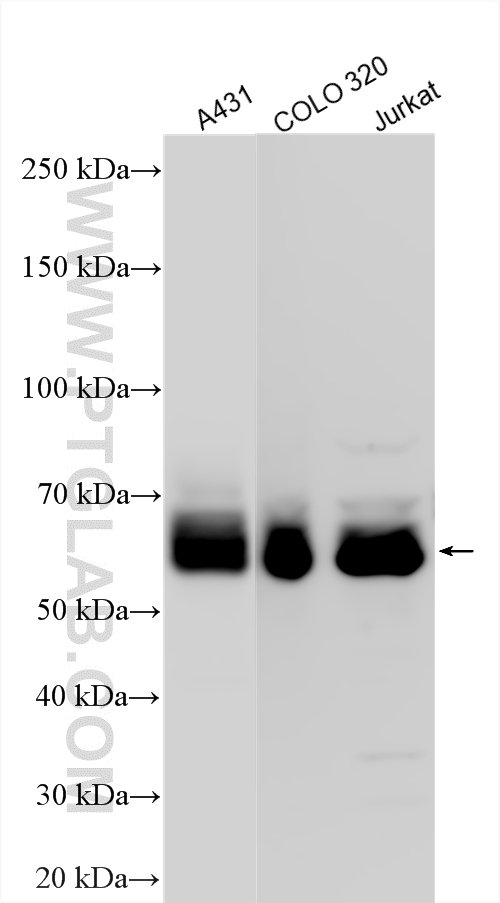 WB analysis using 10029-1-Ig