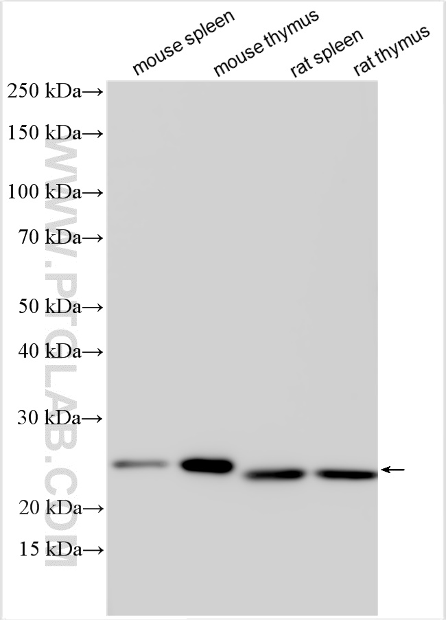 WB analysis using 30641-1-AP