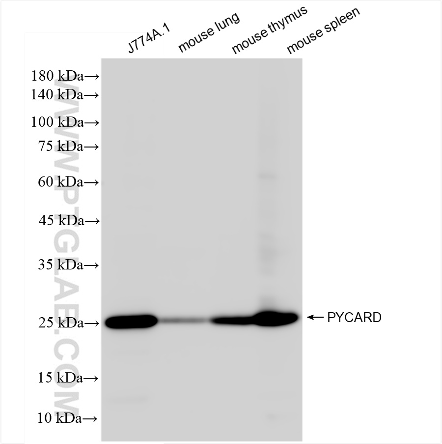 WB analysis using 83858-3-RR