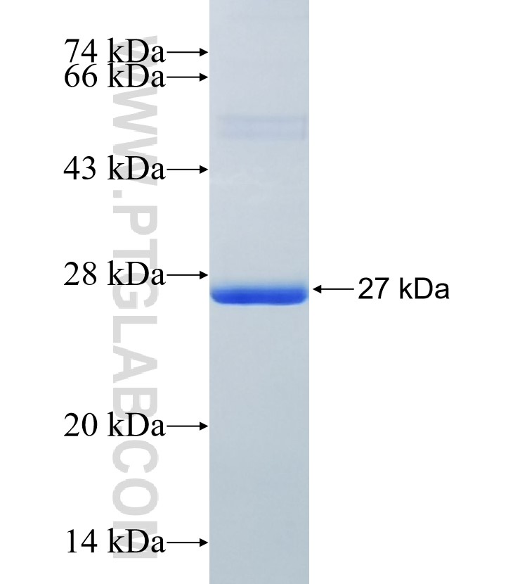 PYCARD fusion protein Ag32530 SDS-PAGE