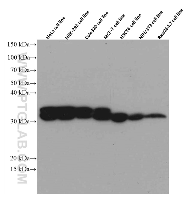 WB analysis using 66510-1-Ig