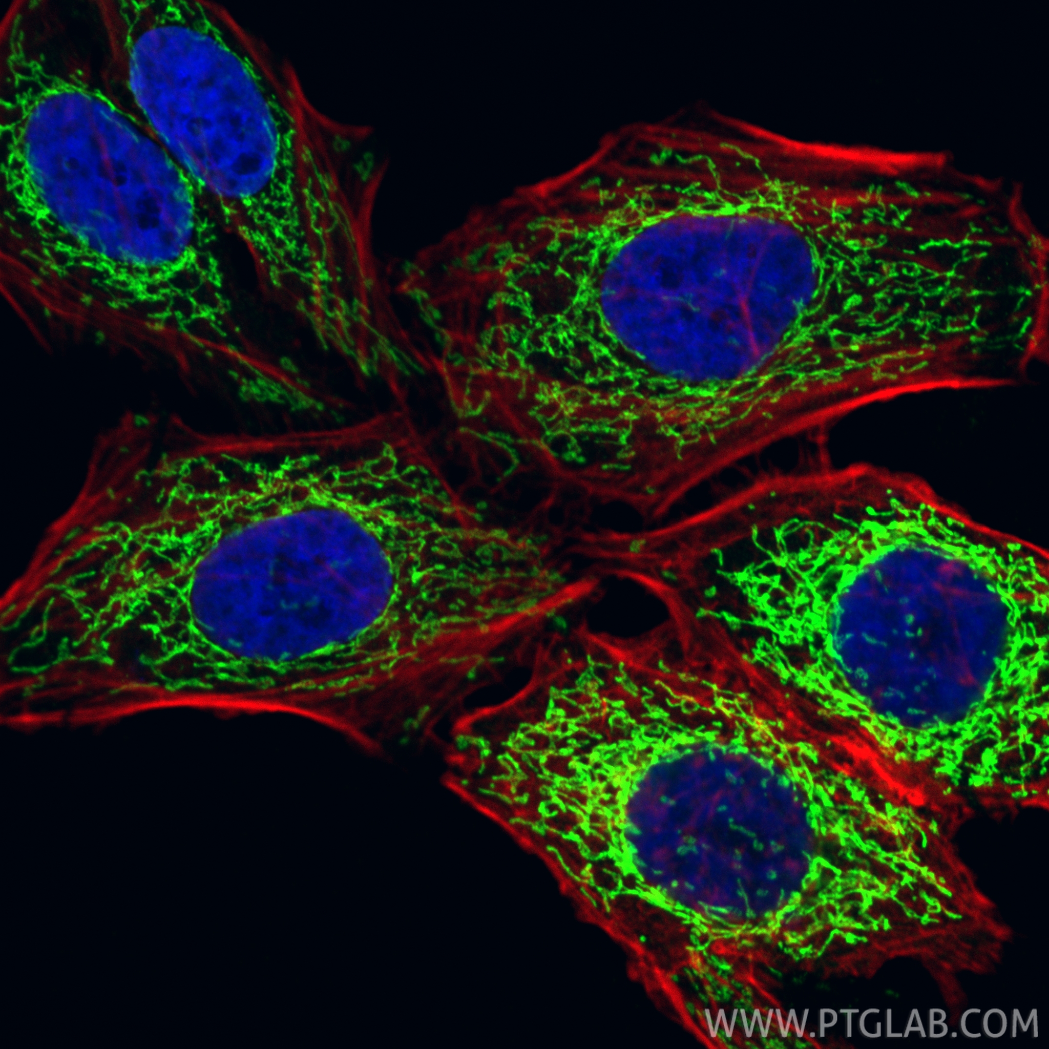IF Staining of HepG2 using CL488-13108
