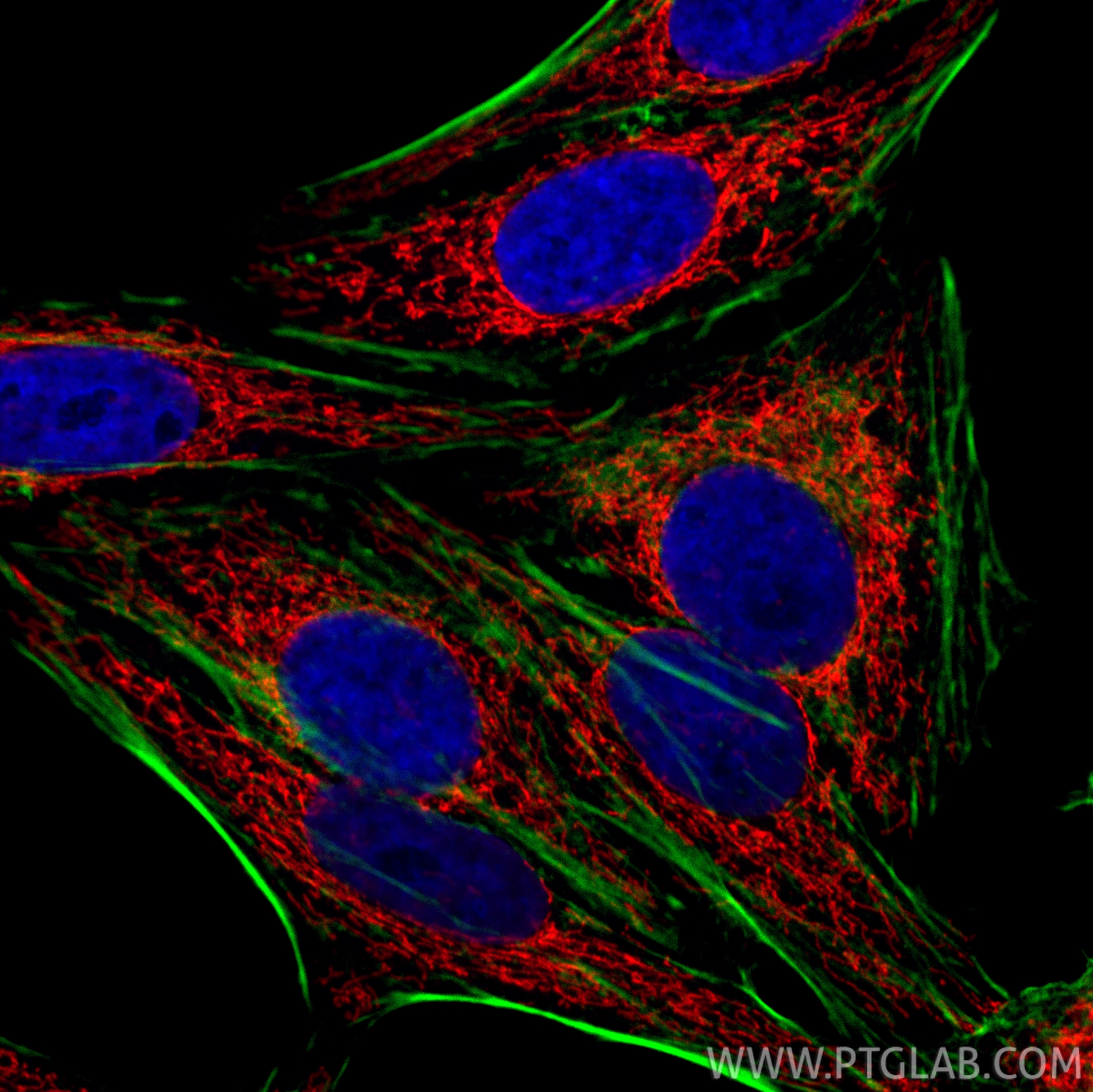 IF Staining of HepG2 using CL594-13108