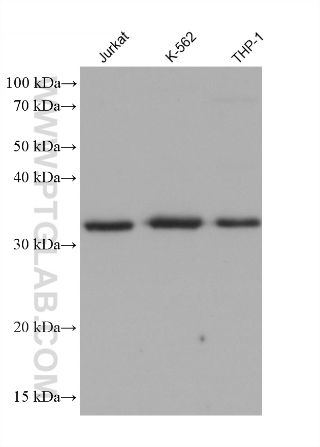 WB analysis using 68488-1-Ig