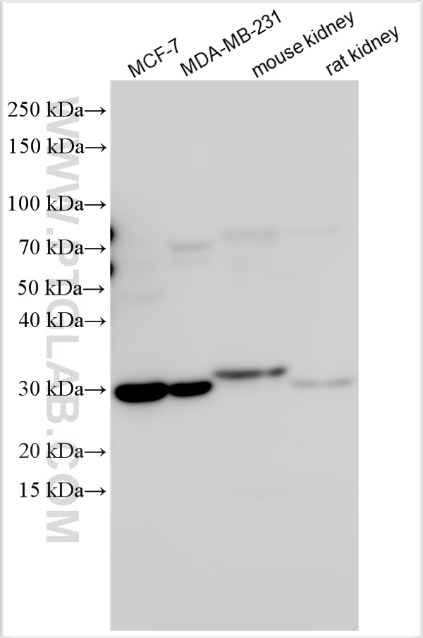 WB analysis using 16008-1-AP