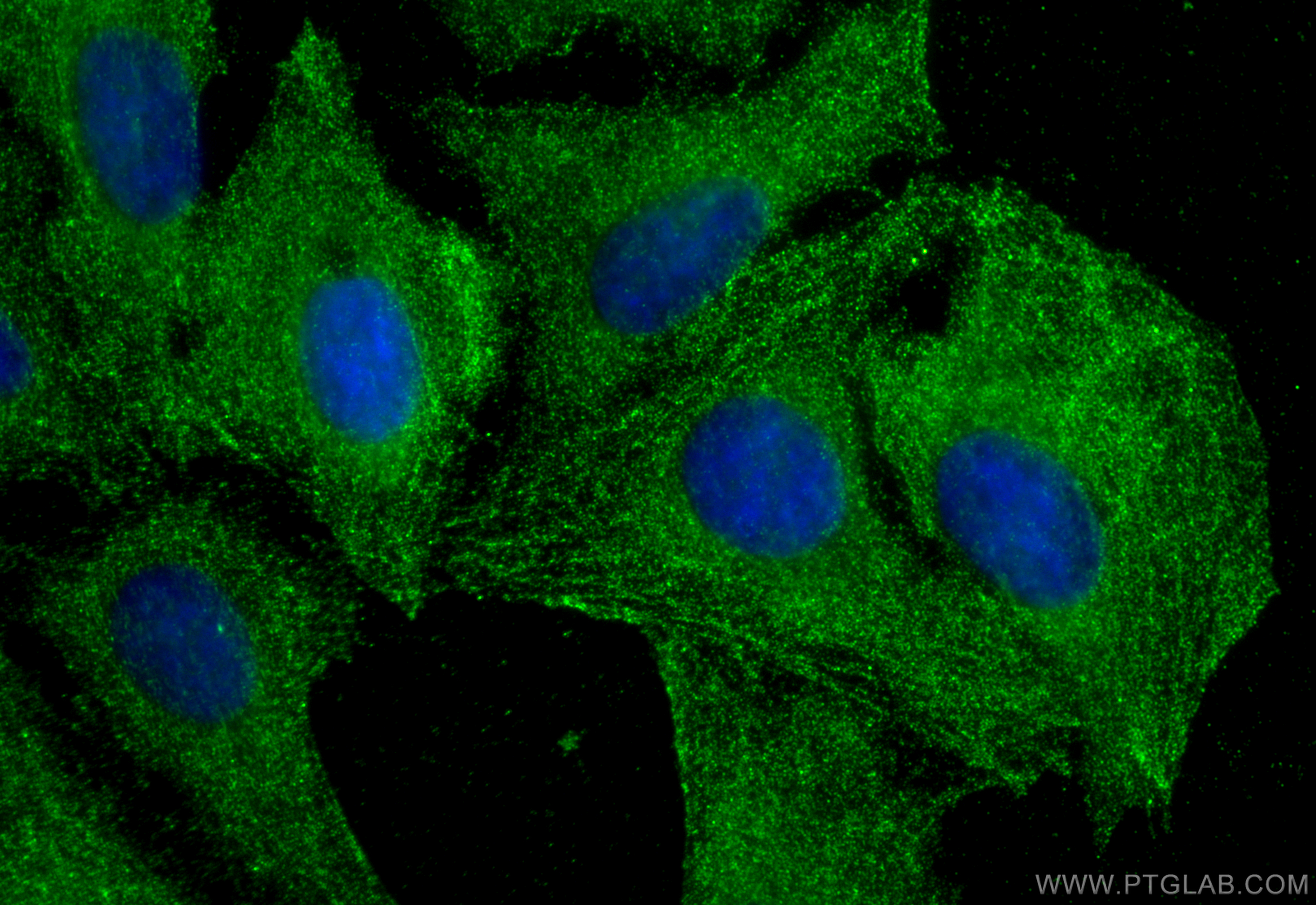 Immunofluorescent analysis of (-20°C Ethanol) fixed U2OS cells using PYCRL antibody (<a class='green' href='/productredirect?CatalogNo=68087-1-Ig' target='_blank'>68087-1-Ig</a>, Clone: 1G7A3 ) at dilution of 1:400 and CoraLite®488-Conjugated Goat Anti-Mouse IgG(H+L) (<a class='green' href='/productredirect?CatalogNo=SA00013-1' target='_blank'>SA00013-1</a>). This data was developed using the same antibody clone with 68087-1-PBS in a different storage buffer formulation. IF Staining of U2OS using 68087-1-Ig (same clone as 68087-1-PBS)