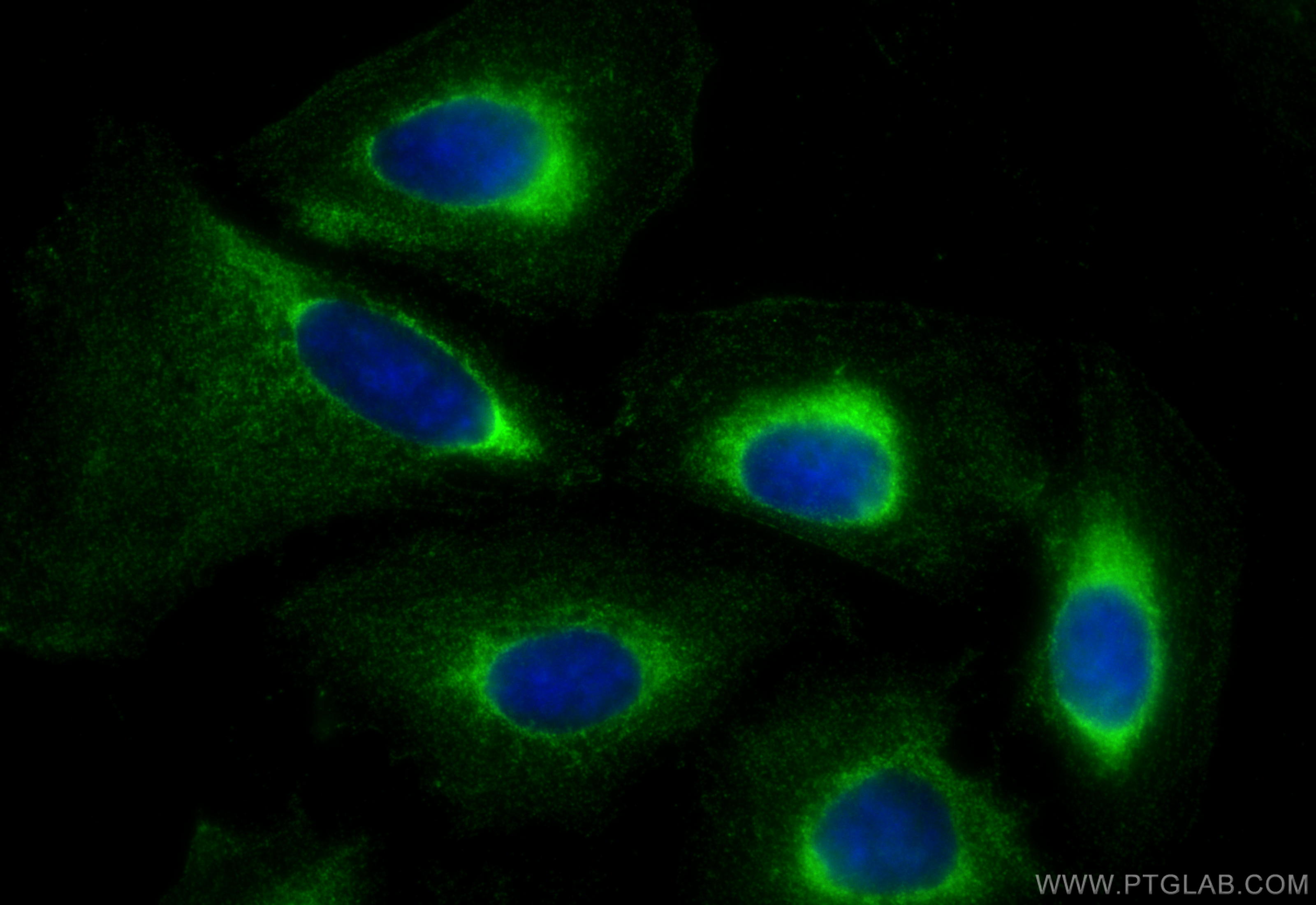Immunofluorescent analysis of (-20°C Ethanol) fixed U2OS cells using CoraLite® Plus 488 PYCRL antibody (CL488-68087, Clone: 1G7A3 ) at dilution of 1:200. IF Staining of U2OS using CL488-68087