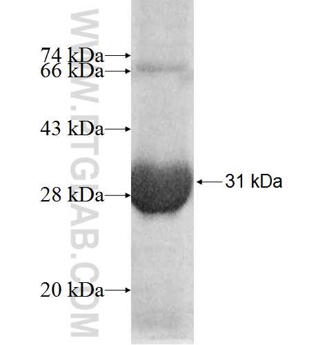 PYCRL fusion protein Ag8377 SDS-PAGE