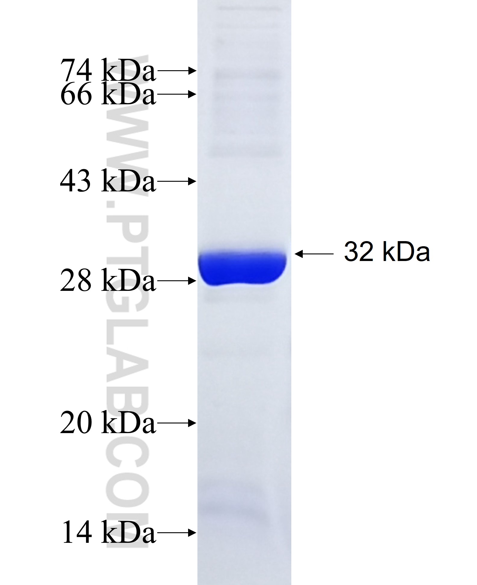 PYCRL fusion protein Ag8377 SDS-PAGE