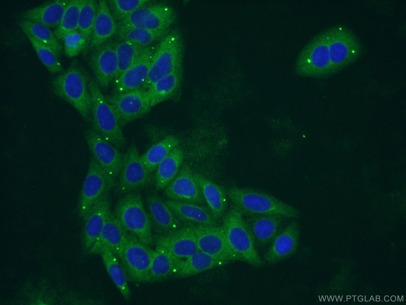 IF Staining of HepG2 using 55429-1-AP