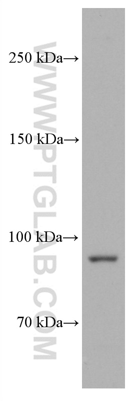 WB analysis of HSC-T6 using 66769-1-Ig (same clone as 66769-1-PBS)