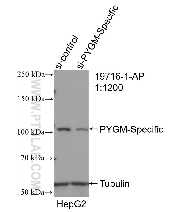 WB analysis of HepG2 using 19716-1-AP