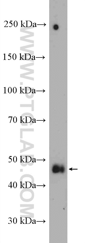 WB analysis of HeLa using 22799-1-AP