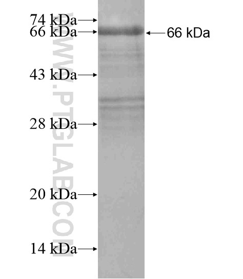 PYGO1 fusion protein Ag18814 SDS-PAGE