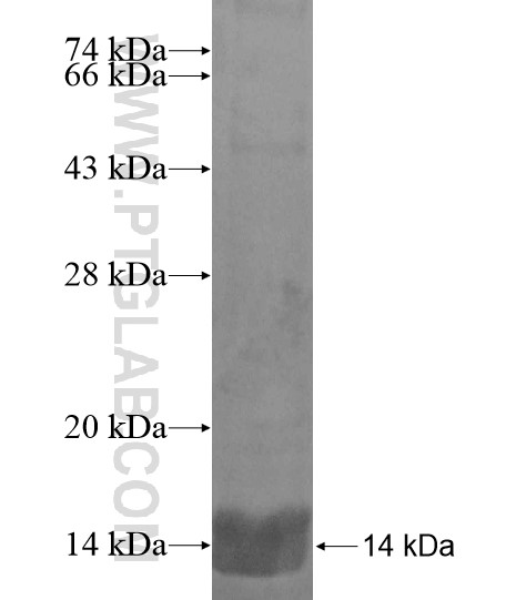 PYHIN1 fusion protein Ag19067 SDS-PAGE PYHIN1 fusion protein Ag19067 SDS-PAGE