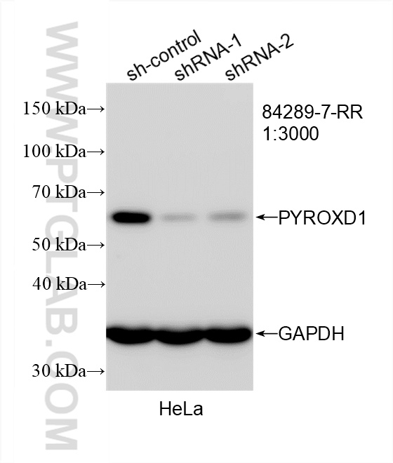 WB analysis of HeLa using 84289-7-RR